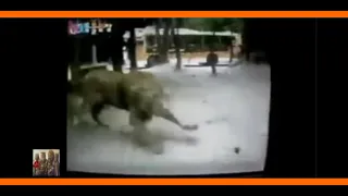 Asiatic Lion chases Male Bengal Tiger