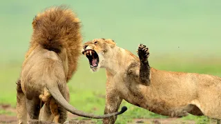 The Vicious Battle Of Big Cats And Crocodiles | Africa's Deadliest | Real Wild