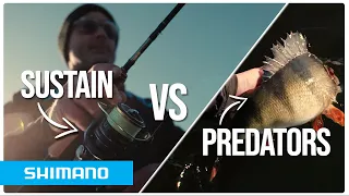 Perch and zander vs the Sustain rod and reel | INCREDIBLE soft-bait fishing | Shimano Predator