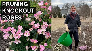 Pruning Knockout Roses: A Complete Guide | NO GUESSWORK!