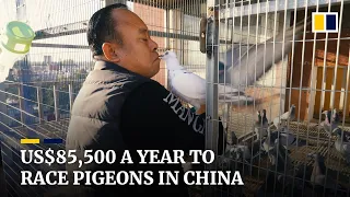 The Chinese man who spends US$85,500 a year raising racing pigeons