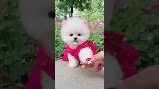 Cute animals || cute Pomeranian || funny animal videos || shorts