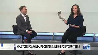 Houston SPCA Wildlife center searching for volunteers