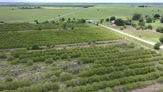 1901 HICKS RDLORIDA, FL 33857 58.14+-Acre Citrus Grove For Sale!