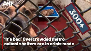 ‘It’s bad’ | Overcrowded metro animal shelters are in crisis mode