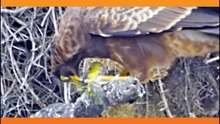 Hawk Tears Head off Baby Bird