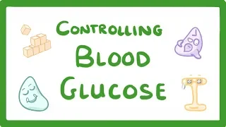 GCSE Biology - Control of Blood Glucose Concentration  #56