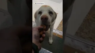 Delivery driver becomes best friends with all the dogs on his route ❤️❤️