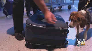Beagles Sniff Out Contraband At DFW Airport, Travelers Urged To Research Banned Items