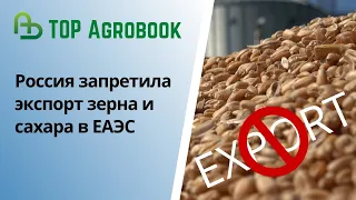 Россия запретила экспорт зерна и сахара в ЕАЭС. TOP Agrobook: обзор аграрных новостей