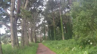 Cycling in Cwm Ivy Woods on my Brompton Electric at 8 am