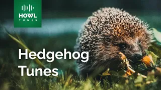 Hedgehog Hisses and Huffs: A Sound Compilation