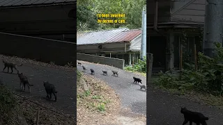 I visited Japan’s Cat Island 🐈 🏝️