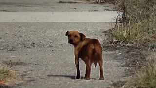 Crazy Stray Dog chase Leads to Vet Rescue with Detroit Pit Crew Dog Rescue