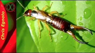 Earwigs! Are They Dangerous?