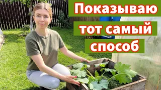 БОЛЬШОЙ УРОЖАЙ КАБАЧКОВ ВООБЩЕ БЕЗ УХОДА. Тот самый способ выращивания кабачка в ящике