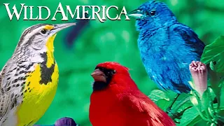 Wild America | S2 E4 Call To Courtship | Full Episode HD