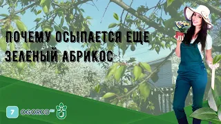 Почему осыпается еще зеленый абрикос