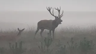 Bronst in de mist - Rutting time in the mist