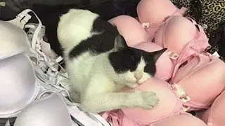 😺 Что у котов на уме? 🐈 😺 СМЕШНЫЕ ЖИВОТНЫЕ😂 КОТЫ и СОБАКИ ОТЖИГАЮТ!😆