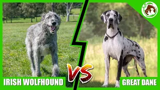 Irish Wolfhound vs Great Dane - Which One is Right For You?