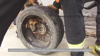 BOMBEROS RESCATAN A PERRITO QUE TENÍA SU CABEZA ATRAPADA EN UNA LLANTA DE MAGNESIO EN IQUIQUE