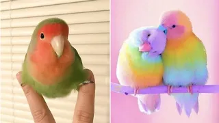 Smart And Funny Parrots Parrot Talking Videos Compilation (2023) - Cute Birds #35
