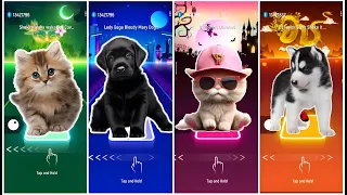 Cute Cats vs Dogs Lady Gaga Bloody Mary Shakira Waka Waka Rihanna Diamond Taylor Swift Shake It Off