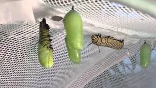 Monarch caterpillar forming chrysalis (real time)