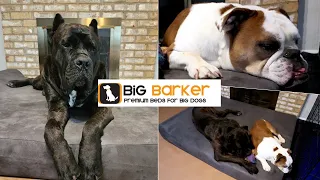 BIG BARKER Dog Bed Unboxing and Review After 2 Months Use! Orthopedic Beds for Large Dogs🐶