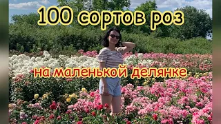 100 сортов на маленькой делянке,питомник maryroses.ru