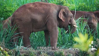 Elephants’ Journey in Yunnan