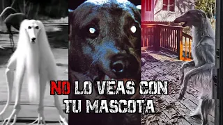 13 ANIMALES ACTUANDO COMO HUMANOS