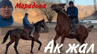 МАРАДОНА | АК ЖАЛ  🐎💥 КЕЛИШКЕН АТТАР САТЫЛАТ 29.11.2023