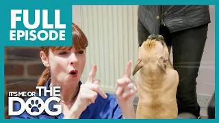 Naughty Frenchie TEARS Victoria's Coat | Full Episode | It's Me or the Dog