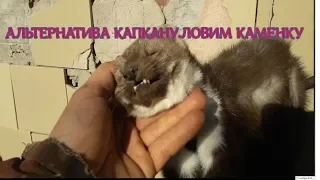 Охота на куницу каменку.Альтернатива капкану.