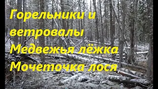 Горельники и ветровалы. Медвежья лежка. Мочеточка лося. 4 серия