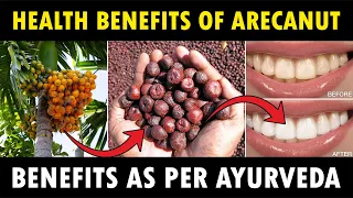 Health benefits of Arecanut | Importance of Betelnut (Areca Nut) Farming