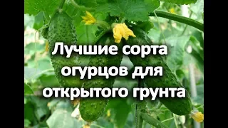 Вам обязательно захочется посадить эти огурцы у себя! Огурцы для открытого грунта.