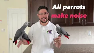 African Grey Parrot Noise Level