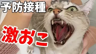 猫2匹の予防接種に行ったら怖すぎて激おこ！