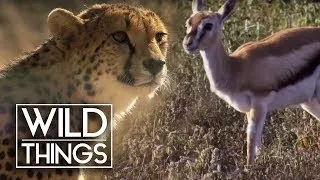 Newborn Gazelle Escapes Cheetah | Wild Things