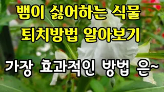 거의다 심어본 뱀이 싫어하는 식물ㆍ 방법들 중 가장 효과적인 방법은~