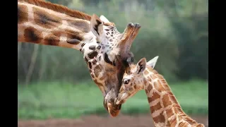 ZooBorns: Australia! Episode 1 - Baby Giraffe