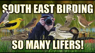 SOUTH EAST BIRDING, SO MANY LIFERS!