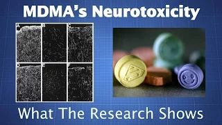 MDMA's Neurotoxicity: What the Research Shows & How to Reduce Your Risk