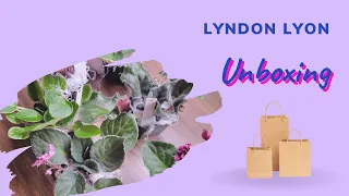 Lyndon Lyon African Violet Unboxing 🌸🎁 - summer 2023