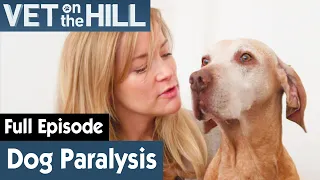 🐶 Dog Has Stopped Responding | FULL EPISODE | S03E02 | Vet On The Hill