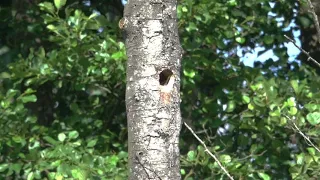 Moineau des champs, Moineau des villes