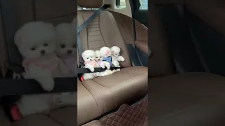 Tik Tok Chó Phốc Sóc Mini 😍 Funny and Cute Pomeranian #164 #cutedog #babydog